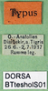CollectionObject 1595978; b0a6817f-e853-4ece-b6a9-09050fbe28e0, DORSA BTtesnolS01: labels (paralectotype). (CollectionObject).