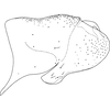 Pygofer, lateral view on Arboridia (Arboridia) paraprocessa Song & Li, 2013: (Observation).