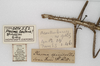 CollectionObject 1556950; 9f2cbcc4-4dea-4813-8016-e8a89e139151: copyright UMO, Oxford. female, data labels (syntype). (CollectionObject).;CollectionObject 1556951; 112d4c60-f82e-4830-a689-d06ca3356b17: copyright UMO, Oxford. female, data labels (syntype). (CollectionObject).