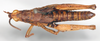 CollectionObject 1580364; 8f631a81-7dac-4e61-a573-2ee7c4103f18: male, dorsal view (syntype). (CollectionObject).