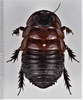 CollectionObject 1618722; 7ae1179e-1bf4-453c-88bf-89c6df053ef6: (CollectionObject).