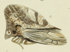 Habitus, lateral view: !! display not done !! on Smilia compressa (Buckton, 1903): (Observation).