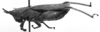 CollectionObject 1524861; 07750dcb-4b78-4a54-8f42-e7d755288f0e: Image Carbonell, C.S. female, lateral view (holotype). (CollectionObject).