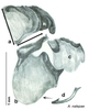 CollectionObject 1569223; 875f21fe-3ab0-4a85-8056-000cbb5dfc42: Original drawing by Heidi Hopkins © Heidi Hopkins. Holotype, adult male, genitalia, ventral view. (CollectionObject).
