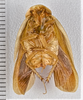 CollectionObject 1599714; c8b6366f-0316-46c9-8523-f019c0d94b9e: (CollectionObject).