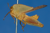 Phyllochoreia ramakrishnai Bolívar, 1914: male, lateral view. (Otu).