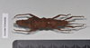 CollectionObject 1558294; NHMUK(SF IMPORT DUPLICATE) 845352, c0abbad1-e9b3-4d34-a809-5486ccb41942: copyright Natural History Museum, London. female, dorsal view (holotype). (CollectionObject).