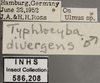 Other on Edwardsiana plebeja (Edwards, 1914): Labels. Labels for the specimen used for the dorsal, lateral and face images. (Observation).