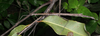 CollectionObject 1562692; edd223c6-c721-45cd-ae23-52ed2f314051: copyright Paul D. Brock. female in nature, Paluma, north Queensland (holotype). (CollectionObject).
