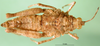 CollectionObject 1502377; 225b759f-d276-47f4-867c-b1b117903db2: female, dorsal view (paralectotype). (CollectionObject).