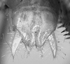 Podacanthophorus alas Naskrecki, 2000: male cerci. (Otu).