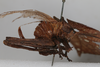 CollectionObject 1505731; e38f06a7-be9f-40c6-ba04-da9930e6f51c: female, lateral view (holotype). (CollectionObject).