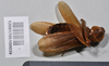 CollectionObject 1553126; d8382005-7e88-4dd5-921e-610e21f33c6a: copyright NTUC. (syntype). (CollectionObject).