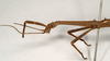 CollectionObject 1559190; 757e84e3-b278-4b57-80c7-bf8a63723ab9: copyright Natural History Museum, London. male: head and thorax, lateral view (lectotype). (CollectionObject).