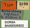 CollectionObject 1501267; 45626a1e-990b-4ef4-bd62-cf332e90669f: labels (paralectotype). (CollectionObject).