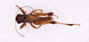 CollectionObject 1590324; 66499c57-ca91-4fbd-98fd-f48f14e06360: male, dorsal view. (CollectionObject).;CollectionObject 1590325; a2f4d369-637e-4134-bfbf-551ac61aa90e: male, dorsal view. (CollectionObject).