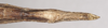 CollectionObject 1560688; 1a2fa274-bb9e-48d6-aa7b-2629218d3300: copyright UMO. female of synonym Bacillus pasithoe: end of abdomen, ventral view (holotype). (CollectionObject).