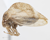 Habitus, lateral view on Cyrtolobus arcuatus (Emmons, 1855): (Observation).