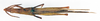 CollectionObject 1578580; b605d6c1-6138-4916-a5fb-fa23458b3b80: male, dorsal view (paralectotype of Atractomorpha dohrni). (CollectionObject).