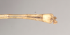 CollectionObject 1557971; 9c057d24-65f4-4e8d-8929-50c02566117d: copyright Natural History Museum, London. male: end of abdomen, dorsal view (holotype). (CollectionObject).