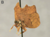 Habitus, lateral view: !! display not done !! on Stegaspis fronditia (Linnaeus, 1758): (Observation).