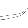 Pygofer appendages on Distantasca latava (Dworakowska, 1981): Pygofer process, lateral view. (Observation).