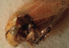 Head: !! display not done !! on Micrutalis pallens Fowler, 1895: (Observation).