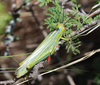 Zoniopoda serrana Pocco, Rubio & Cigliano, 2011: female (Argentina, Córdoba, La Falda, Cerro La Banderita, 07/III/2010). (Otu).