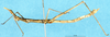 CollectionObject 1506953; 5a079bf3-8aad-4e23-a715-9119809a7386: male, lateral view (syntype). (CollectionObject).
