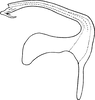 Aedeagus, lateral view: Aedeagus, lateral view. (Observation).