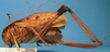 CollectionObject 1538371; aad5ea10-6a0a-485d-a4bb-284fb9a3d610: female, lateral view (syntype). (CollectionObject).