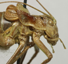 CollectionObject 1535211; 6857a91f-fbd0-40aa-a6e6-b8424e67817f: male pronotum, lateral view (syntype). (CollectionObject).
