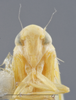 Head on Edwardsiana crataegi (Douglas, 1876): Head/Face. (Observation).