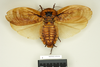 CollectionObject 1572857; 03188aa1-33b8-4b20-b579-0a6754a69835: Copyright Natural History Museum, London. Non-type (adult female) in BM(NH). Dorsal view. (CollectionObject).