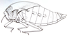 Bullacris unicolor (Linnaeus, 1758): Fig. 11, 2. female habitus (body length 38-44, pronotum 22-24 mm). (Otu).