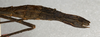 CollectionObject 1559358; NMW 619, bc39e88c-1d19-45d3-9856-09f1ab52c63f: copyright NMW, Vienna. female: end of abdomen, lateral view (holotype). (CollectionObject).