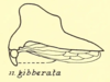 Habitus, lateral view: !! display not done !! on Heliria gibberata Ball, 1925: (Observation).