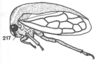 Habitus, lateral view on Anisostylus fulgidus (Ball, 1937): (Observation).