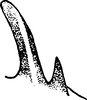 Aedeagus, lateral view on Arboridia (Arboridia) adanae (Dlabola, 1957): Aedeagus, lateral view. (Observation).