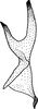 Stylus: Stylus (A. ordinatus amarillo). (Observation).