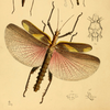 from Westwood, 1874. Heteropteryx dilatata male. Depicts Heteropteryx Gray, 1835, an Otu.