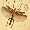Heteropteryx Gray, 1835: from Westwood, 1874. Heteropteryx dilatata male. (Otu).