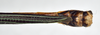 CollectionObject 1590070; d824a2ac-dcaa-47de-9aa4-9ec19910bf4e: copyright MNHN, Paris. male: end of abdomen, dorsal view (holotype). (CollectionObject).