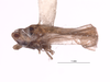 Habitus, lateral view on Empoascanara (Empoascanara) peregrina Dworakowska, 1980: (Observation).