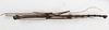 CollectionObject 1558531; 19b0f613-4523-4af7-969e-1e3b2e2e2d5c: copyright MHNG Geneva. male, ventral view (holotype). (CollectionObject).