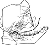 Pygofer, lateral view on Athysanopsis salicis Matsumura, 1905: Pygofer, lateral view. (Observation).