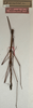 CollectionObject 1557467; NMW 653, 2fbe376d-b2aa-4052-ae65-39bffc357fff: copyright NMW, Vienna. male of Dyme innocens (holotype). (CollectionObject).