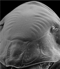 Head: !! display not done !! on Paraclorindaia pinguis Zahniser, 2021: face (part). (Observation).