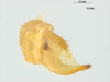 CollectionObject 1578184; 128110a9-e4bf-4185-ad0a-ffc42367703e: male cercus. (CollectionObject).