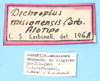 CollectionObject 1521303; 2bb3125b-2a1d-4c2f-8a79-1c7cd97569a9: labels (allotype). (CollectionObject).